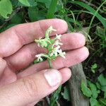 Platanthera clavellata Kvet