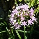 Allium senescens Kvet