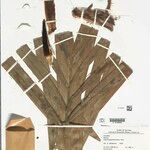 Bactris acanthocarpoides Folla