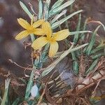 Lactuca viminea Fleur