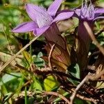 Gentianella germanica Λουλούδι