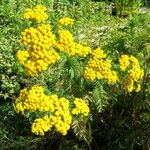 Tanacetum vulgare Kukka