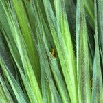 Bromus rubens Leaf