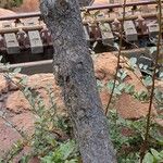 Pinus edulis Corteza