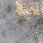 Cenchrus spinifex Hoja