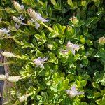 Coleus neochilus Flower