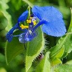 Commelina forskaolii Žiedas