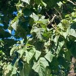 Catalpa bungei Blatt