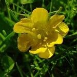 Ranunculus repens Flor