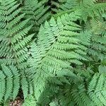 Dryopteris intermedia Hoja