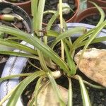Chlorophytum capense Blatt