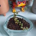 Sedum stahlii Ліст