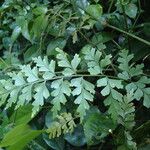 Asplenium buettneri Leaf