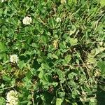 Trifolium nigrescens Blad