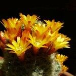 Rebutia neocumingii 葉