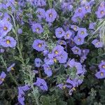 Solanum umbelliferum Květ