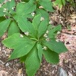 Oclemena acuminata Blad