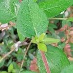 Abelia schumannii Leaf