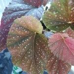 Begonia aconitifoliaList