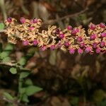 Stegnosperma cubense Flower