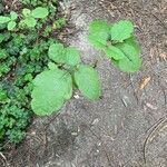 Toxicodendron diversilobum Hoja
