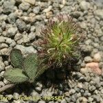 Trifolium lappaceum Õis