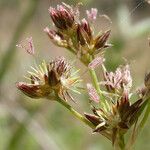 Juncus phaeocephalus 花