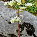 Saxifraga hostii Kvet