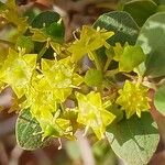 Ziziphus lotus Flor