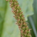 Plantago major Плод