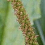 Plantago major 果實