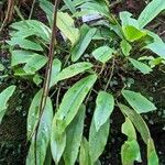 Begonia longipetiolata Habitus