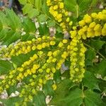 Mahonia x media Flower