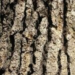 Pinus lambertiana Corteza