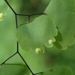 Adiantum poiretii Лист