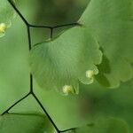 Adiantum poiretii Blad