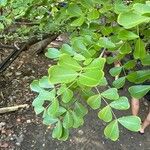 Haematoxylum campechianum Blatt