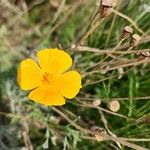 Eschscholzia lobbii Blüte