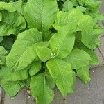 Inula helenium Habit