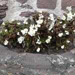 Begonia cucullataFlower