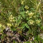 Alchemilla alpigena Blatt