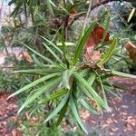 Podocarpus neriifolius 葉