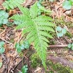 Phegopteris connectilis Feuille