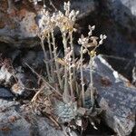 Dudleya abramsii Характер