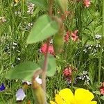 Clarkia unguiculata Rinde