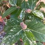 Ficus aspera Fruit