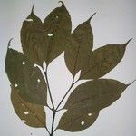 Malouetia tamaquarina Leaf