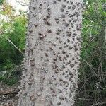 Ceiba aesculifolia Kabuk