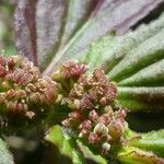 Euphorbia hirta Flor