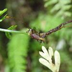 Asplenium dregeanum Diğer